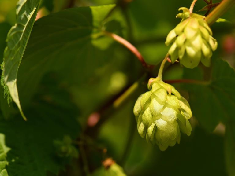 Hopfen mit reifen Zapfen. 