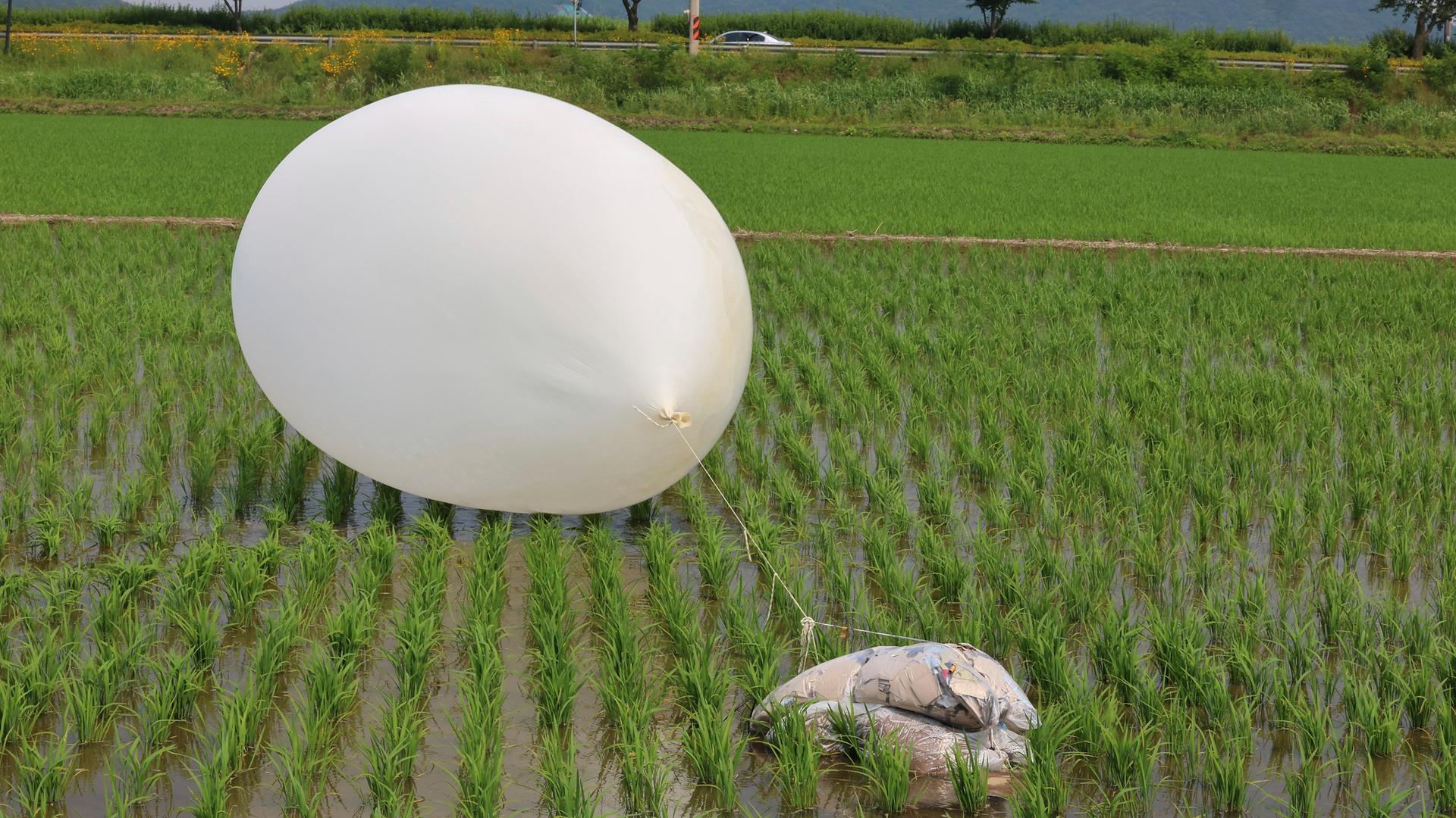 Ein vermutlich von Nordkorea gesendeter Ballon liegt in einem Reisfeld. Darunter hängt ein Plastikbeutel mit braunem Inhalt. 