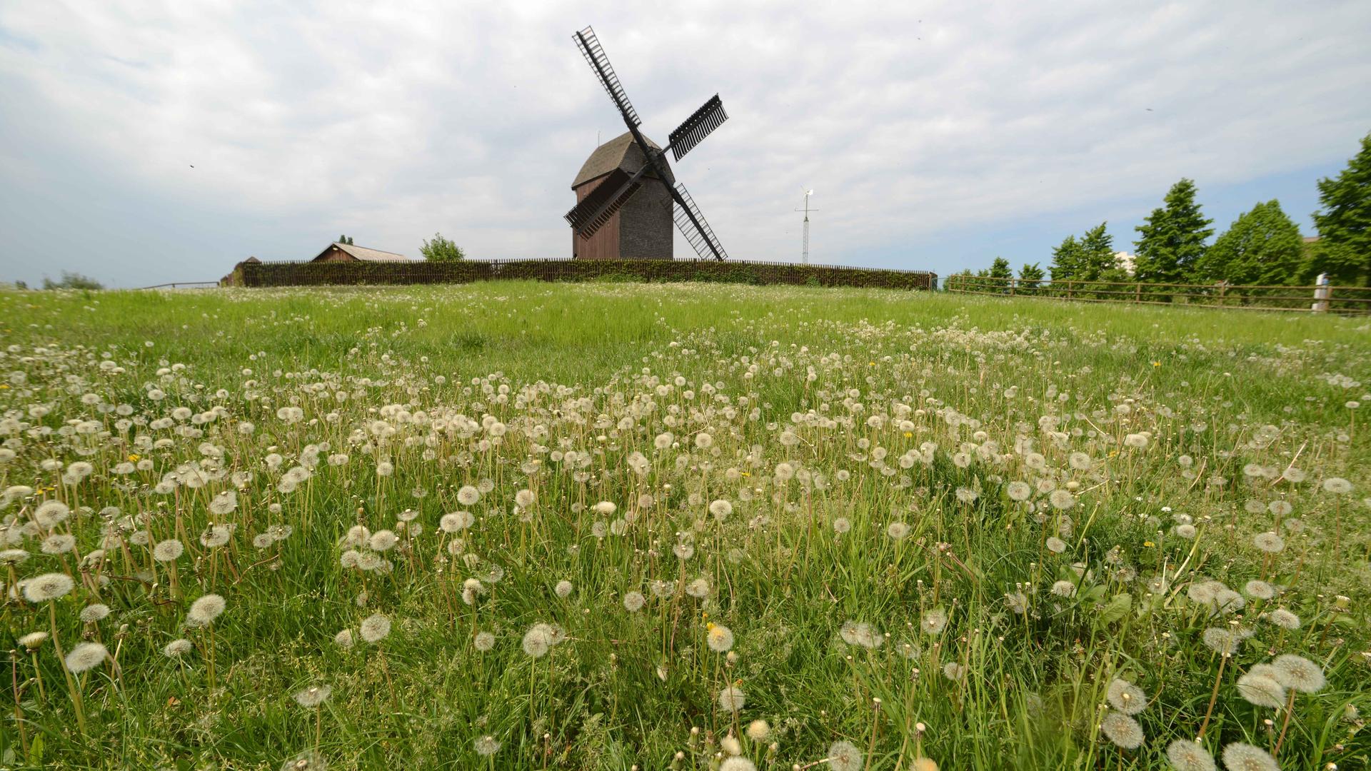 Am Dorfrand von Alt-Marzahn, an der Landsberger Allee, erhebt sich die historische Bockwindmuehle Am Dorfrand von Alt-Marzahn, an der Landsberger Allee, erhebt sich die historische Bockwindmuehle