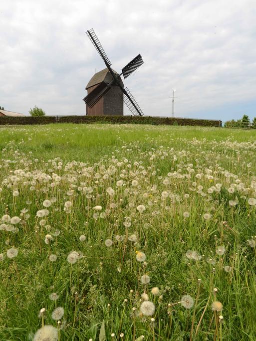 Am Dorfrand von Alt-Marzahn, an der Landsberger Allee, erhebt sich die historische Bockwindmuehle 
