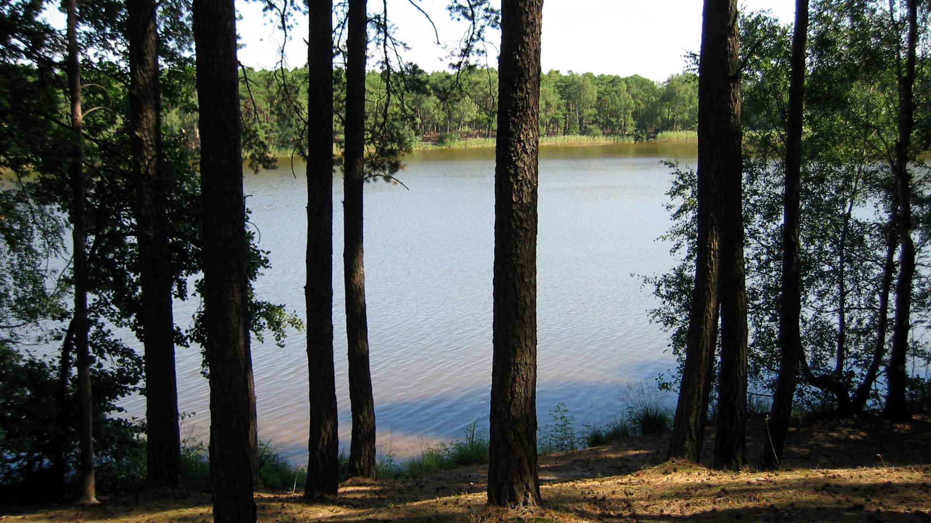 Blick durch den Wald auf den Frauensee und das gegenüberliegende Ufer
