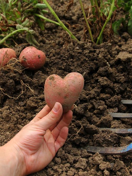 Kartoffeln ausgraben