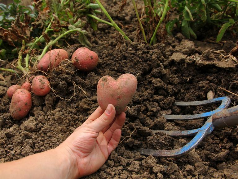 Kartoffeln ausgraben