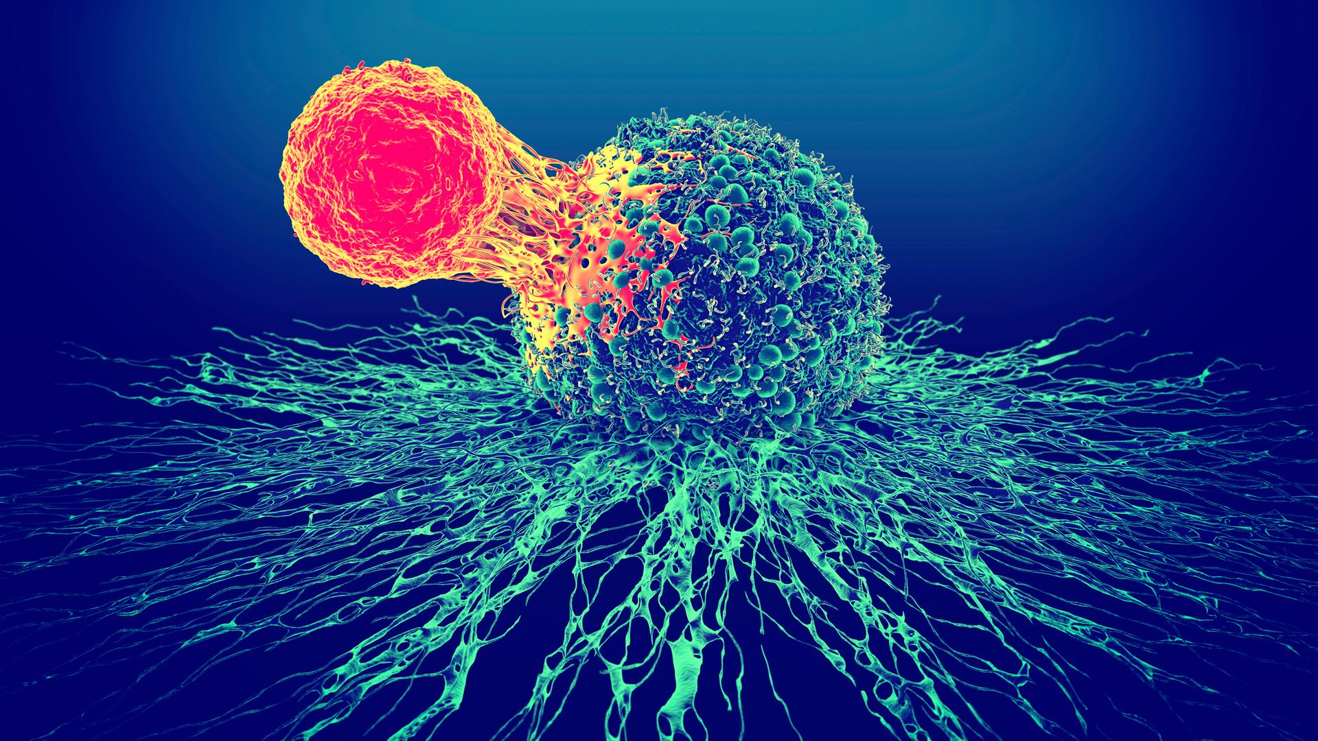 Illustration einer Krebszelle und einer T-Zelle.