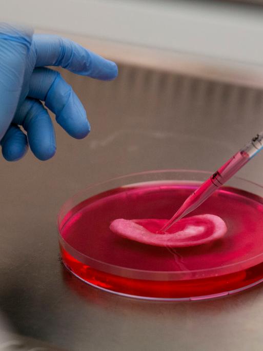 Eine Forscherin gibt Flüssigkeit in eine Petrischale, in der künstliches Gewebe gezüchtet wird.
