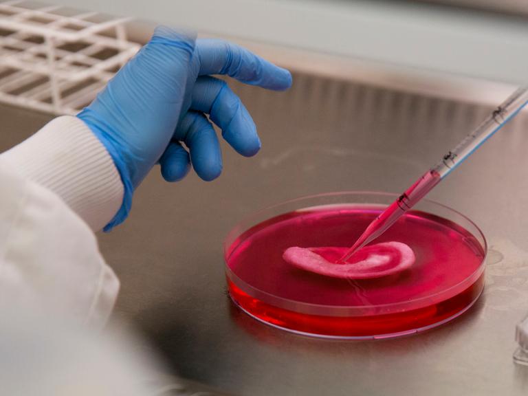 Eine Forscherin gibt Flüssigkeit in eine Petrischale, in der künstliches Gewebe gezüchtet wird.