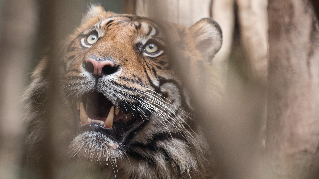 Nahaufnahme eines Tigers