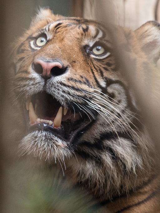 Nahaufnahme eines Tigers