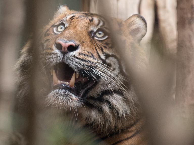 Nahaufnahme eines Tigers