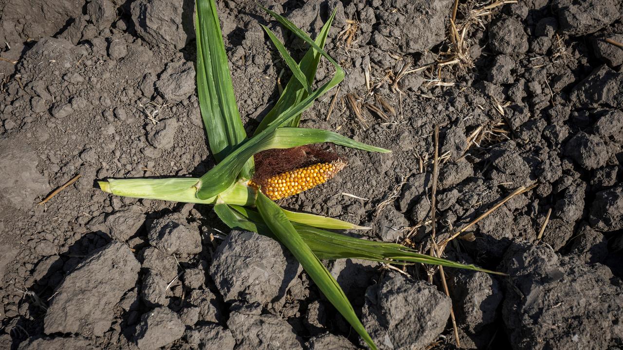 Auf einem Feld das von Dürre und hohen Temperaturen betroffen ist, ist im August 2026 ein unterentwickelter Maiskolben zu sehen. 