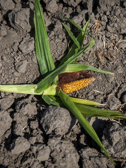 Auf einem Feld das von Dürre und hohen Temperaturen betroffen ist, ist im August 2026 ein unterentwickelter Maiskolben zu sehen. 