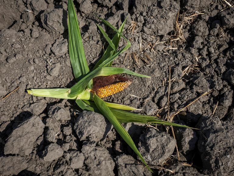 Auf einem Feld das von Dürre und hohen Temperaturen betroffen ist, ist im August 2026 ein unterentwickelter Maiskolben zu sehen. 