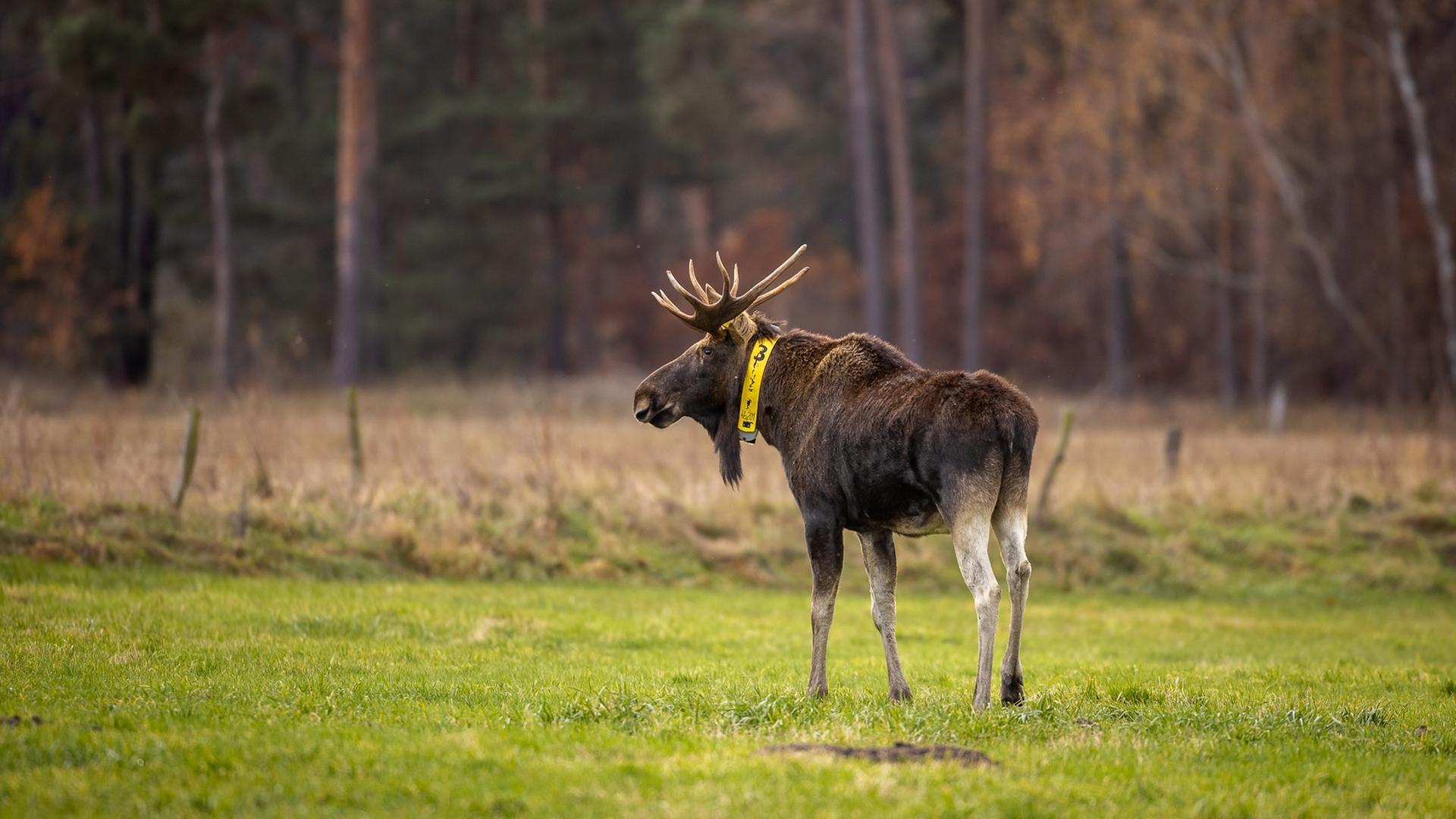 Ein Elch steht auf einer Wiese in Brandenburg. Das aus Polen stammende Tier sucht öfter die Nähe von Rindern. 2018 wurde dem Elch ein gelbes Sendehalsband angelegt, um seine Routen zu dokumentieren.