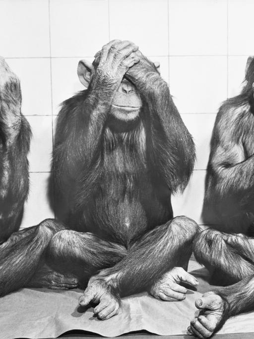 Das oft zitierte alte indische Sprichwort "'Nichts Böses hören, nichts Böses sehen, nichts Böses sagen"  gestenreich interpretiert von den Schimpansen Yindi, Uschi und Buta (v.l.n.r.) im Zoo Frankfurt 1958.