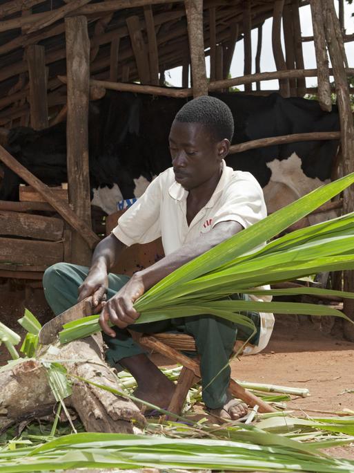 Ein Mann in Uganda hackt Elefantengras für Milchkuhfutter.