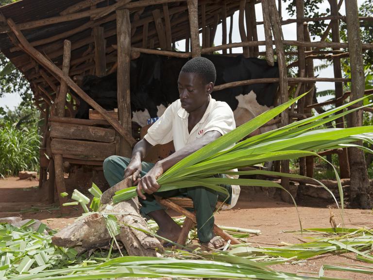 Ein Mann in Uganda hackt Elefantengras für Milchkuhfutter.