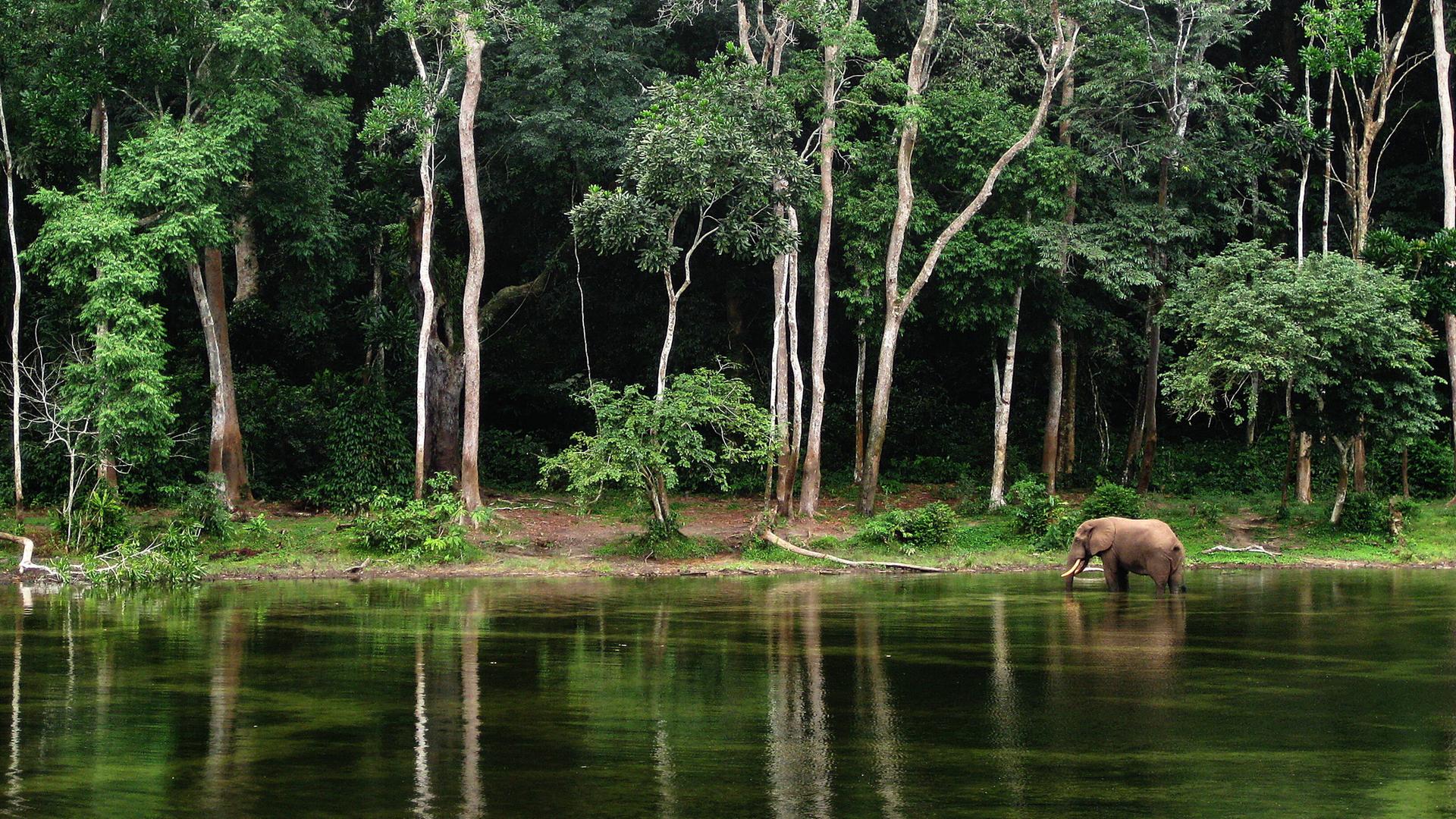 Elephant in a pond near trees - Location Congo , 1837361.jpg, wood, african, black, big, trees, wild, water, walking, forest, mammals, animals, africa, toys, carving, jungle, endangered, herd, kenya, elephant, tanzania, elephants, tusks, congo,