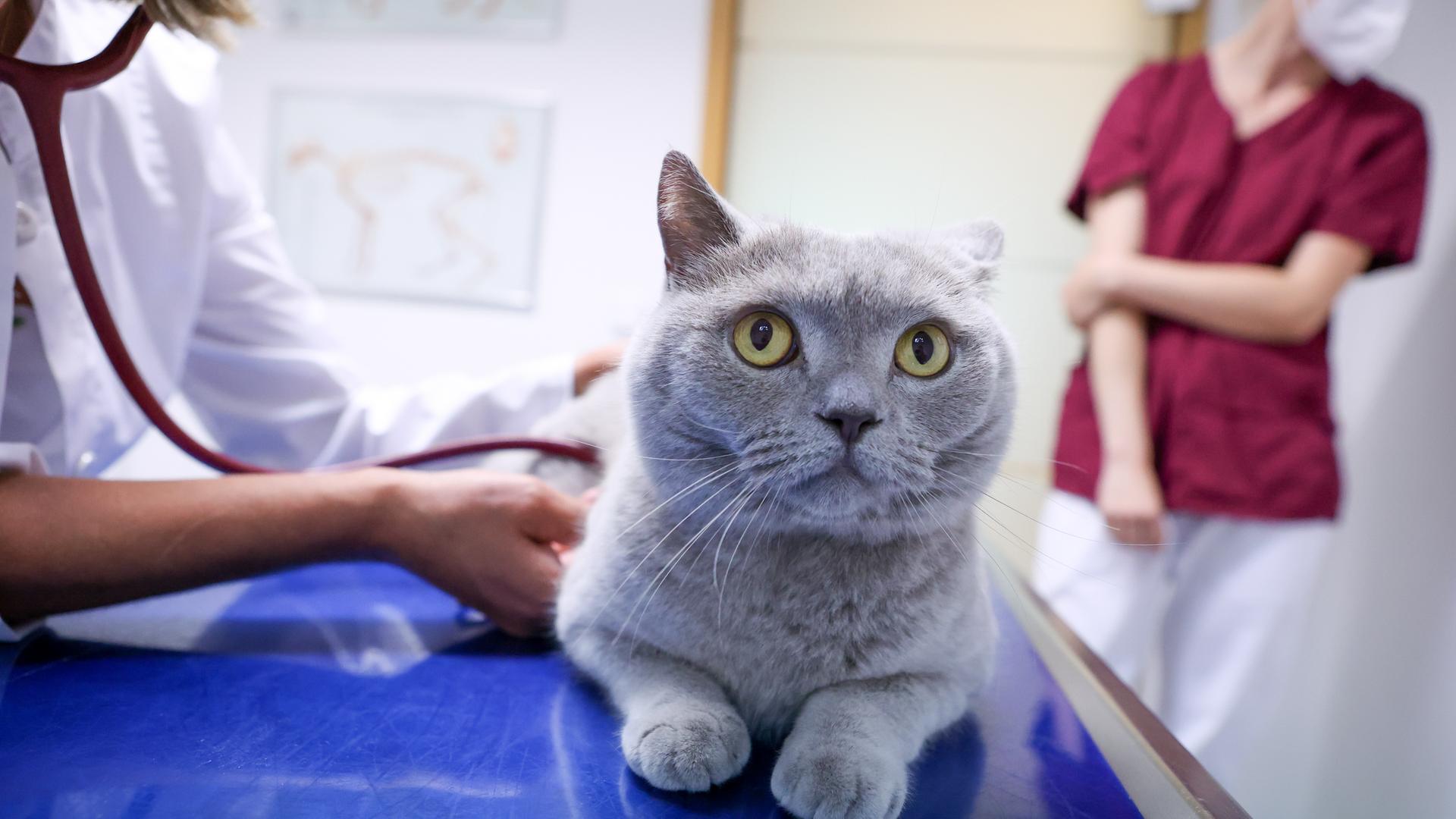 Eine Tierärztin hört in einer Tierarztpraxis mit einem Stethoskop eine Katze ab.