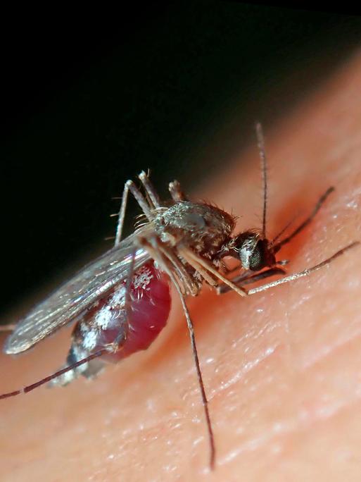 Ein Weibchen der "Gemeinen Stechmücke" (Culex pipiens) sticht einen Menschen und saugt Blut.