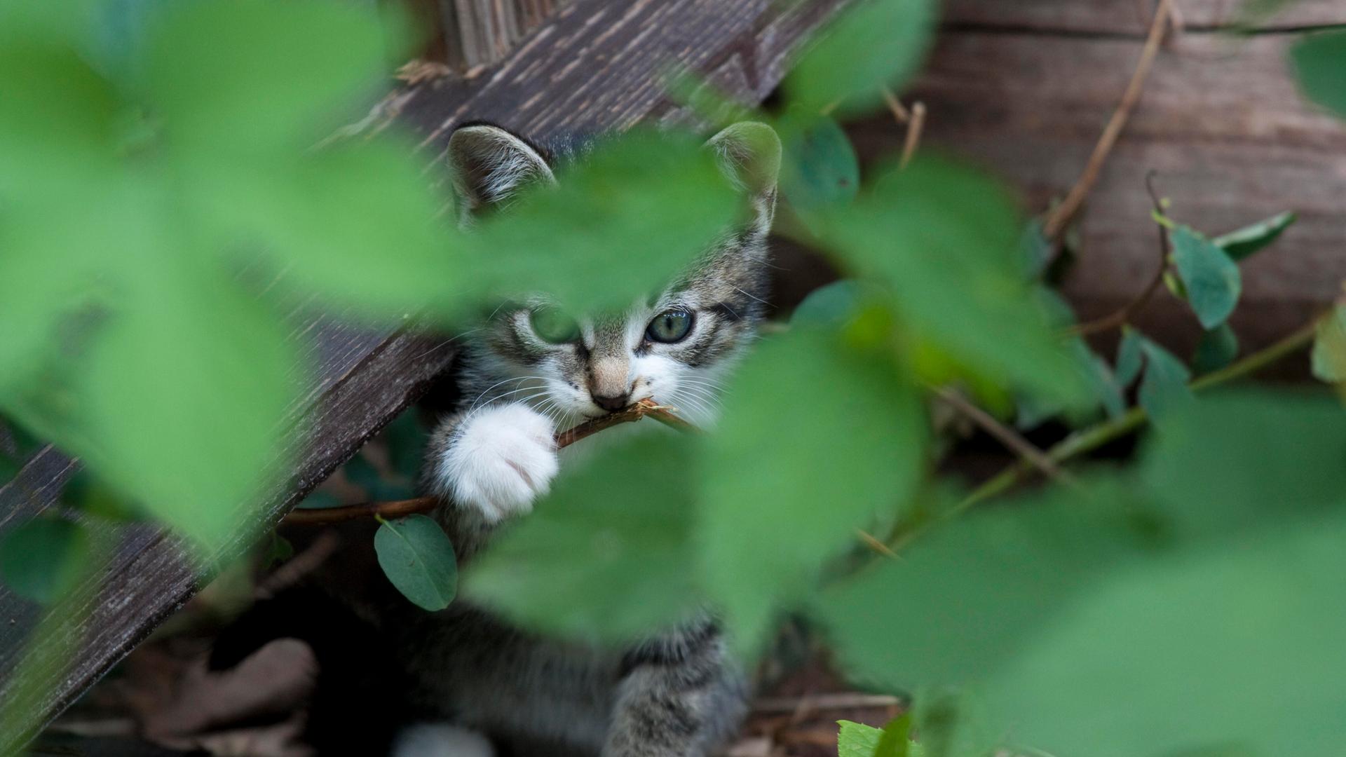 versteck;katzenbaby;Bildverwendung nur mit Urhebervermerk: Falk Herrmann/Shotshop/picture alliance. Keine Exlusivverkäufe möglich.