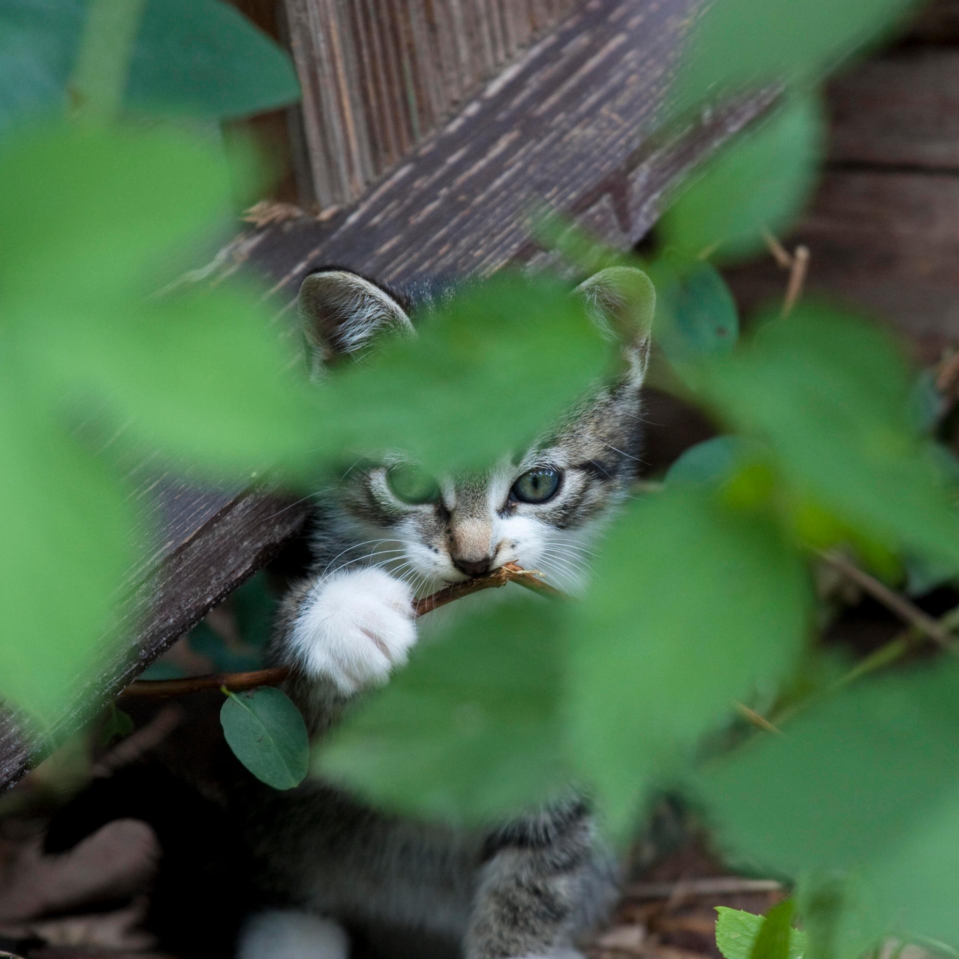 Kinderhörspiel und Geschichten - Tinis Katze zieht um