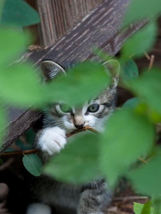 versteck;katzenbaby;Bildverwendung nur mit Urhebervermerk: Falk Herrmann/Shotshop/picture alliance. Keine Exlusivverkäufe möglich.