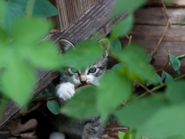 versteck;katzenbaby;Bildverwendung nur mit Urhebervermerk: Falk Herrmann/Shotshop/picture alliance. Keine Exlusivverkäufe möglich.