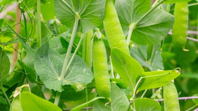 Erbsen (Pisum sativum), Schoten an Pflanze, Nahaufnahme