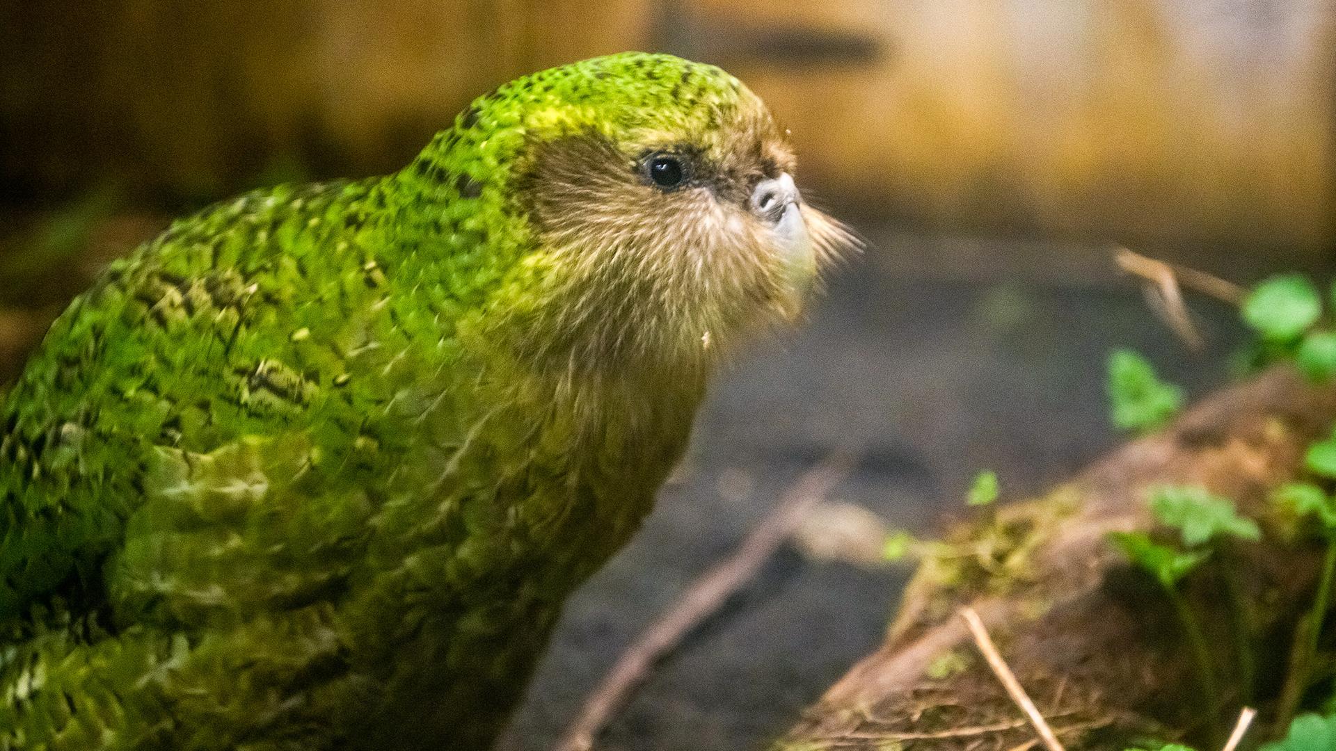 Ein Kakapo im Orokonui Ecosanctuary in Dunedin, Neuseeland hat giftgrüne Federn und runde, schwarze Knopfaugen. Ein Kakapo im Orokonui Ecosanctuary in Dunedin, Neuseeland hat giftgrüne Federn und runde, schwarze Knopfaugen.