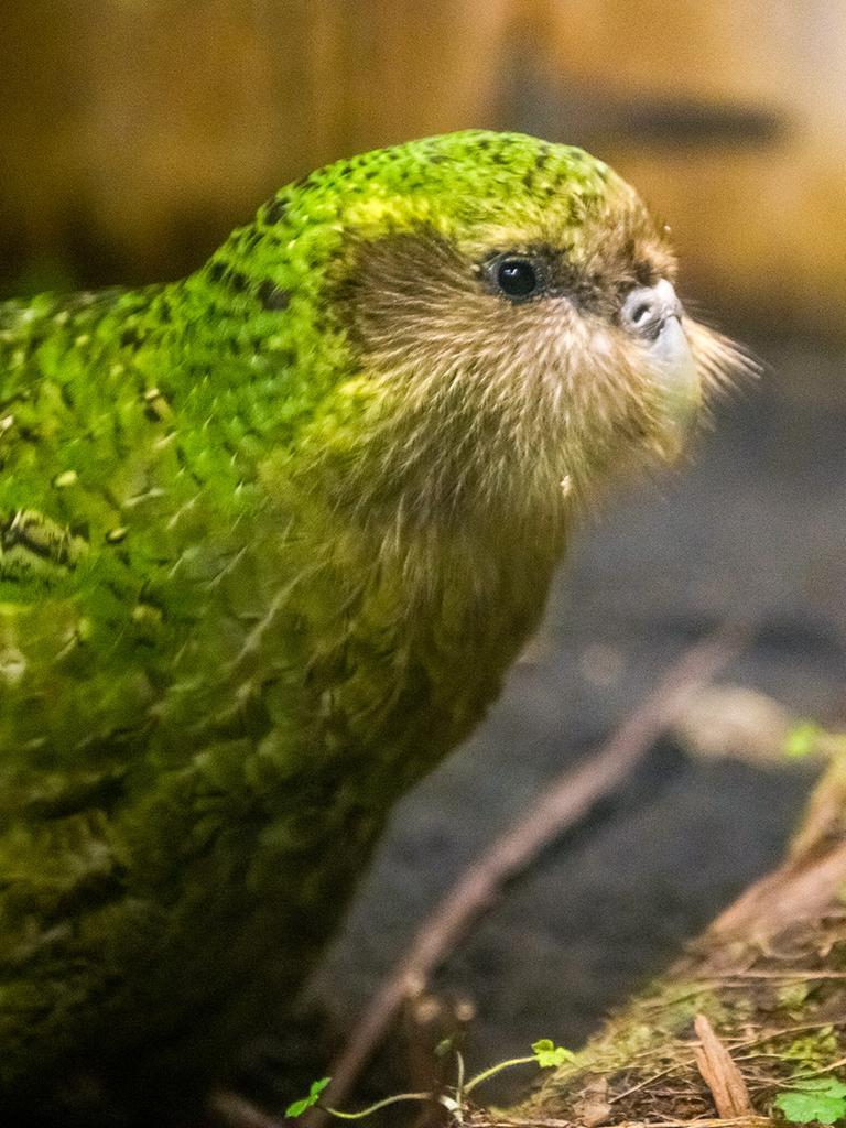 Ein Kakapo im Orokonui Ecosanctuary in Dunedin, Neuseeland hat giftgrüne Federn und runde, schwarze Knopfaugen.