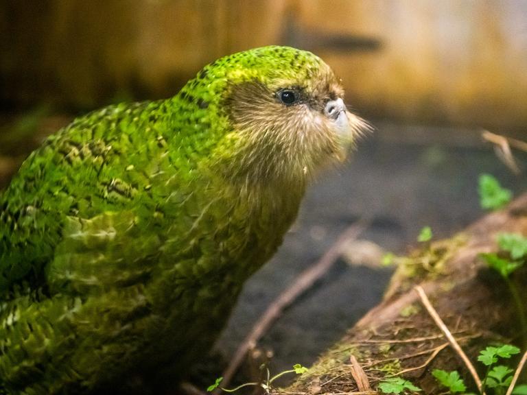 Ein Kakapo im Orokonui Ecosanctuary in Dunedin, Neuseeland hat giftgrüne Federn und runde, schwarze Knopfaugen. Ein Kakapo im Orokonui Ecosanctuary in Dunedin, Neuseeland hat giftgrüne Federn und runde, schwarze Knopfaugen.
