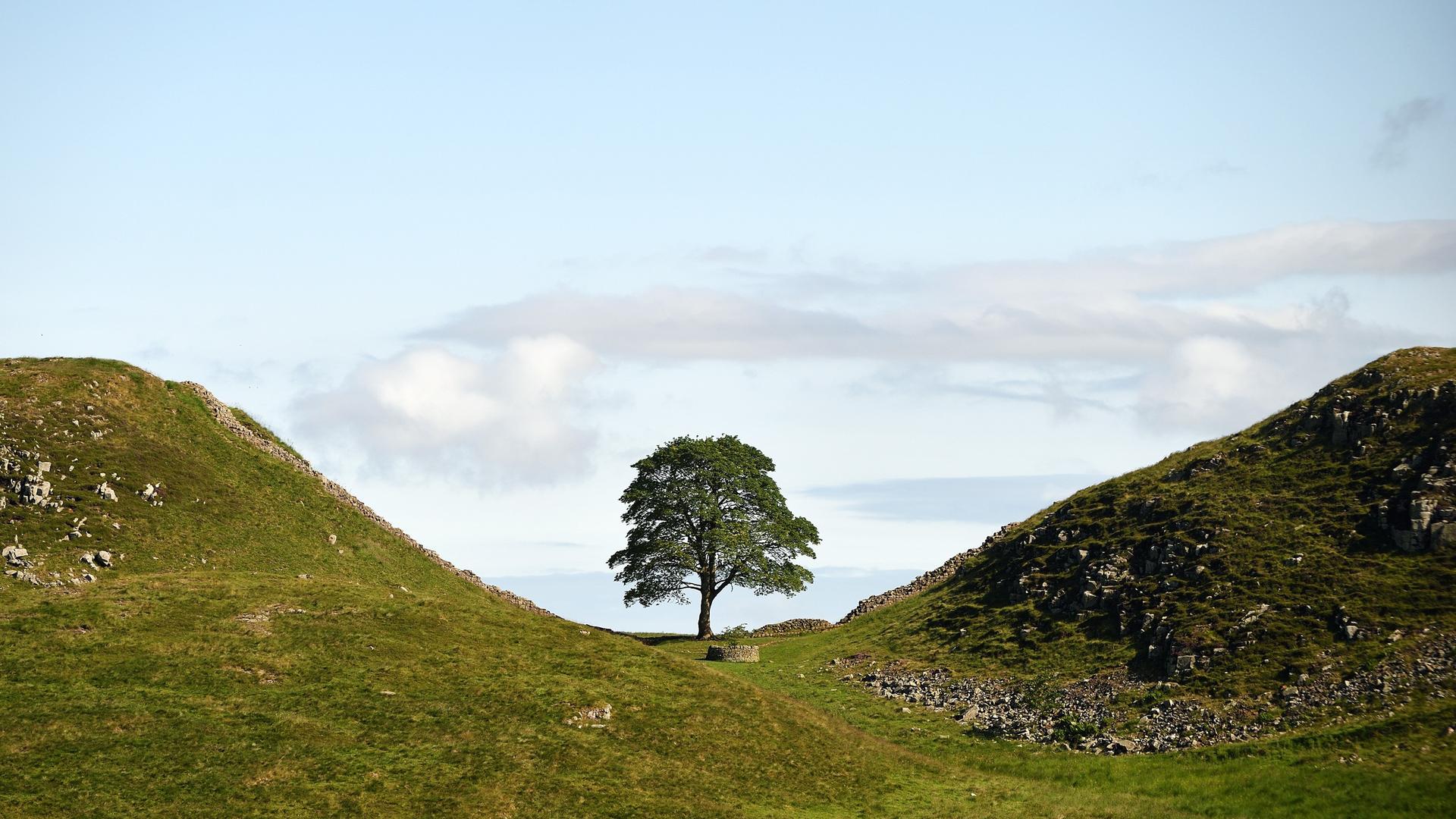 Ein Berg-Ahorn-Baum steht in einer Senke. Ein Berg-Ahorn-Baum steht in einer Senke.