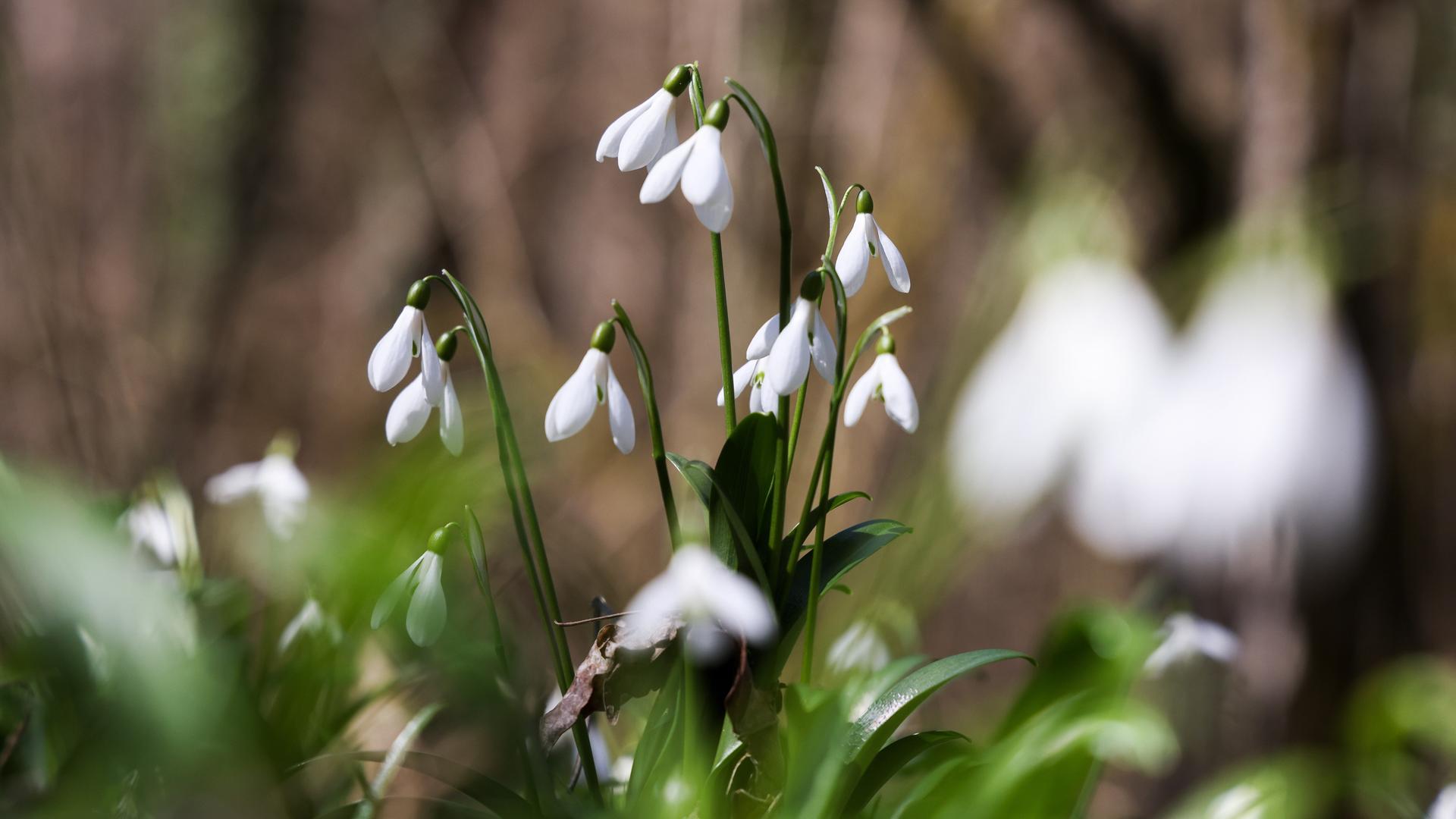 Ein Schneeglöckchen in einer Nahaufnahe. Im Vordergrund unscharf einige Blüten und Blätter. Ein Schneeglöckchen in einer Nahaufnahe. Im Vordergrund unscharf einige Blüten und Blätter.