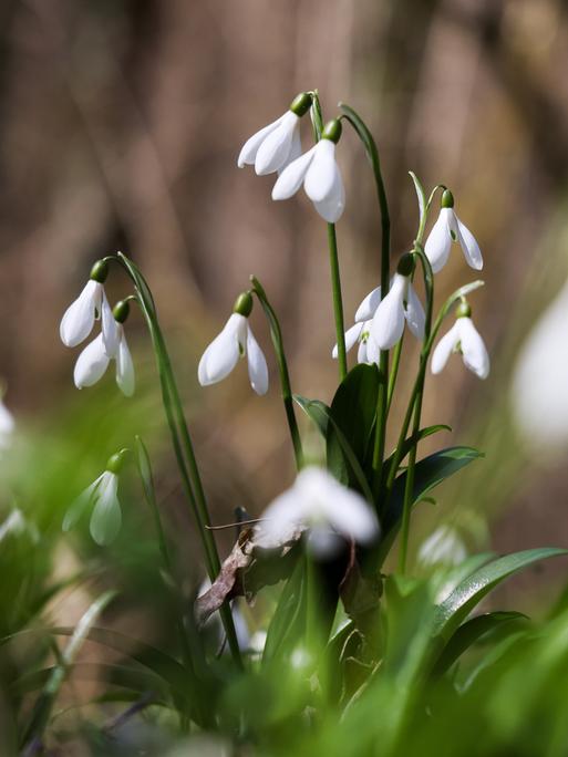Ein Schneeglöckchen in einer Nahaufnahe. Im Vordergrund unscharf einige Blüten und Blätter. 