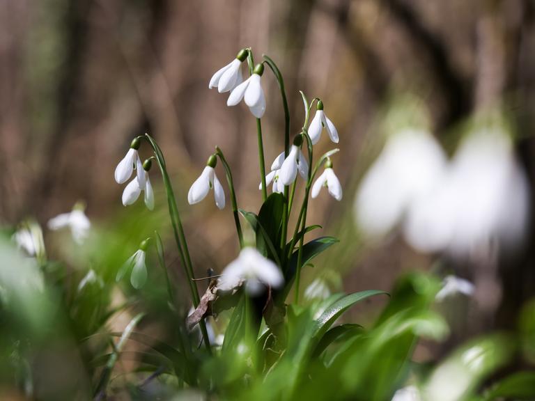 Ein Schneeglöckchen in einer Nahaufnahe. Im Vordergrund unscharf einige Blüten und Blätter. 