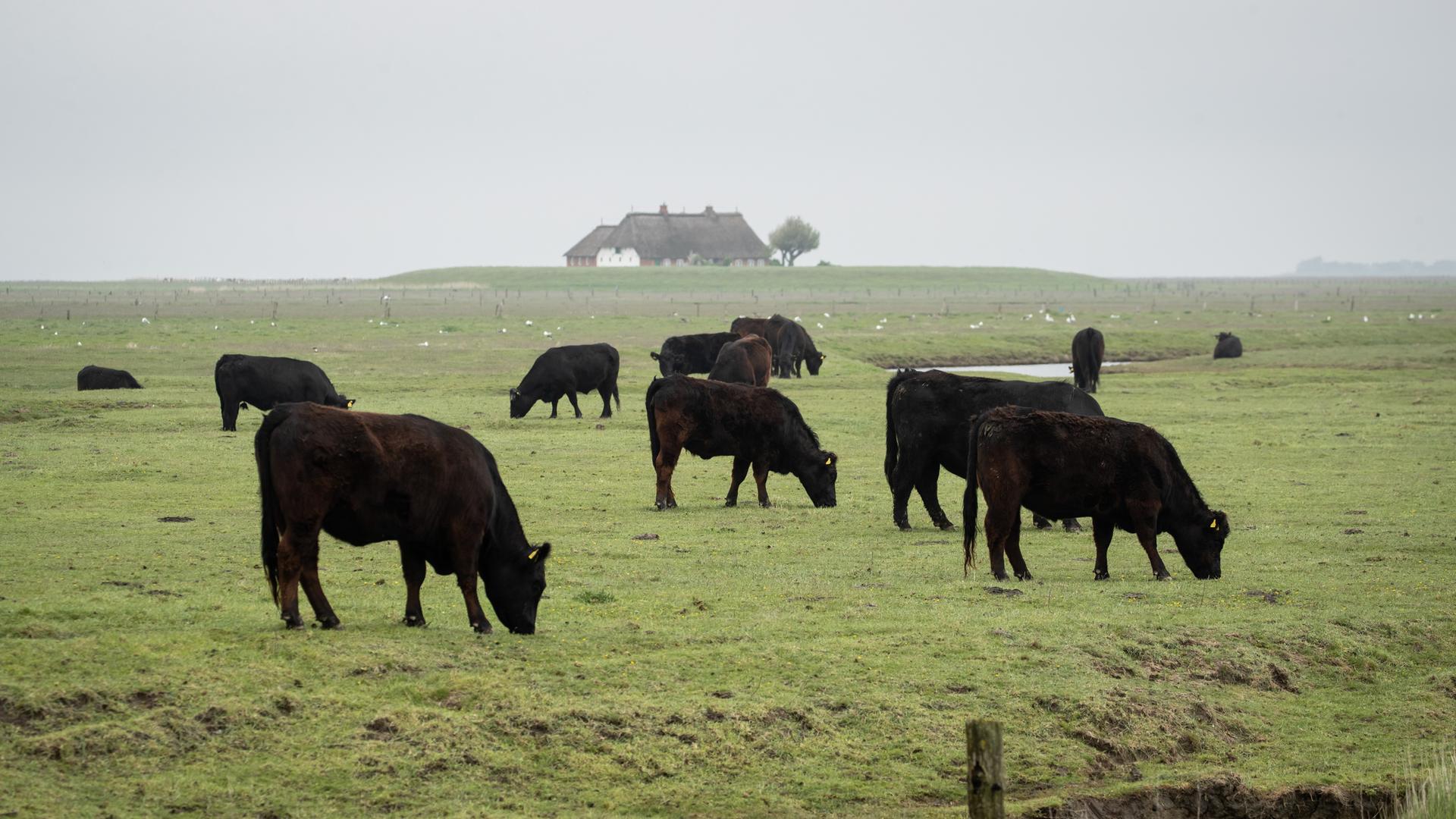 Rinder grasen auf der nordfriesischen  Hallig Langeneß. Im Hintgergrund ist eine Warft mit Häusern zu sehen.