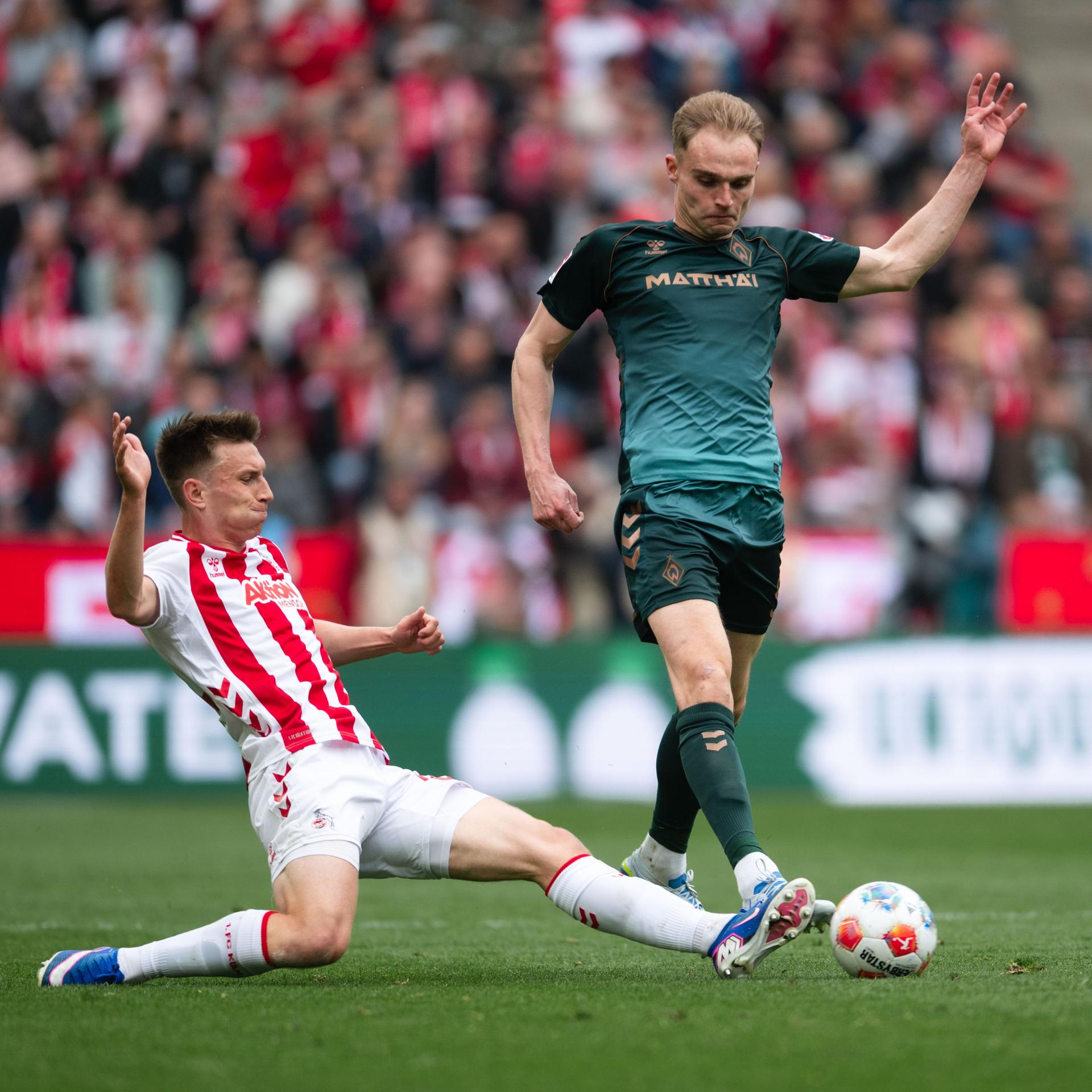 Kristoffer Lund (1. FC Köln) und Amos Pieper (Werder Bremen) kämpfen in einem Spiel der Fußball-Bundesliga um den Ball. 