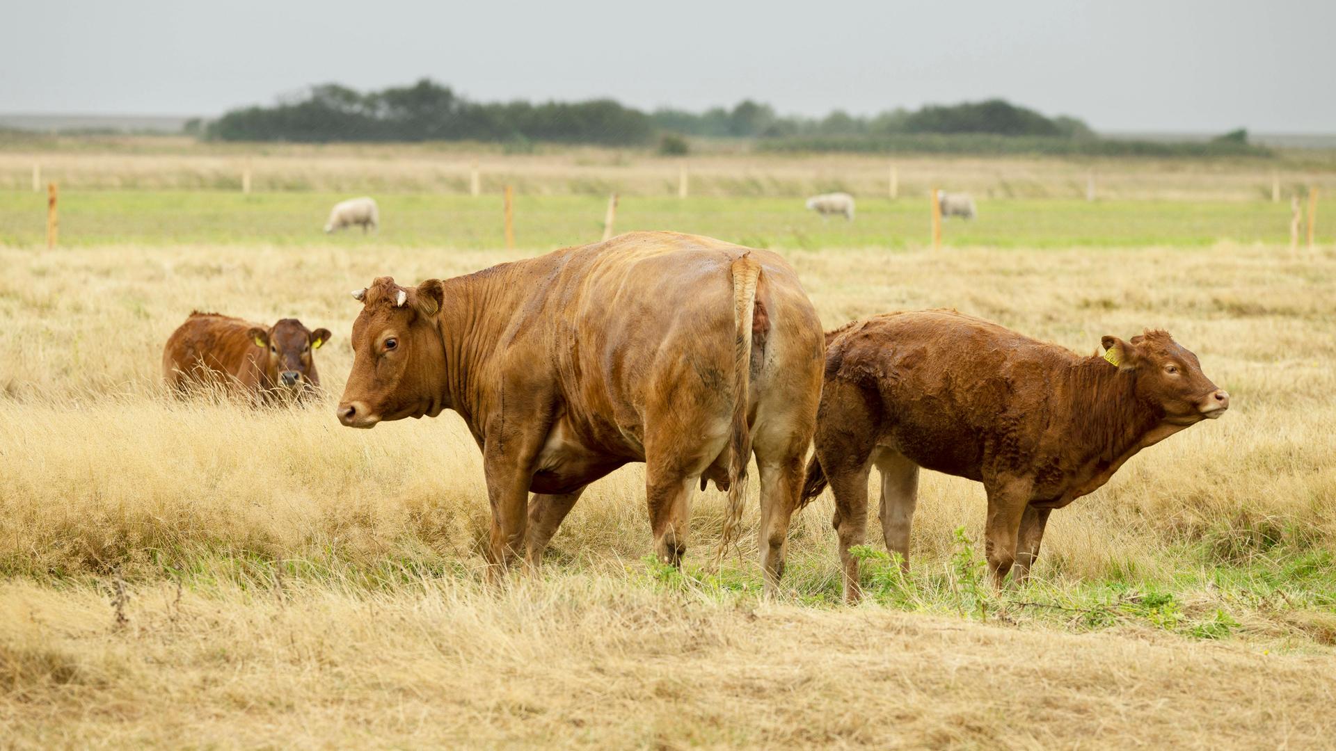 Das Foto zeigt einen Auerochsen und ein Kalb auf einer Weide in Dänemark.Copyright: xblickwinkel/C.xKaiserx Das Foto zeigt einen Auerochsen und ein Kalb auf einer Weide in Dänemark.Copyright: xblickwinkel/C.xKaiserx
