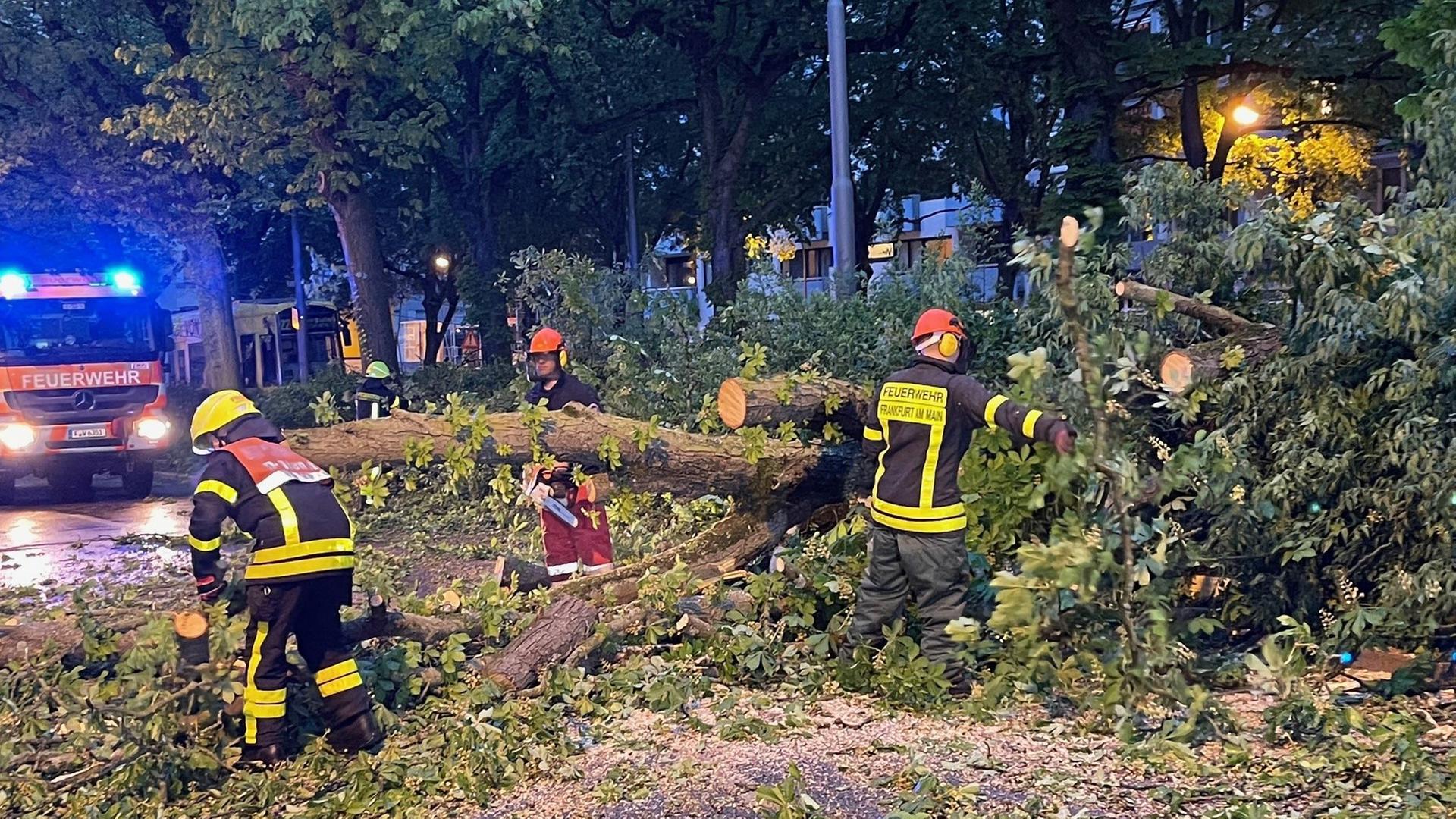 Hessen, Frankfurt/Main: Feuerwehrleute arbeiten an der Beseitigung eines umgestürzten Baumes nach einem Sturm.