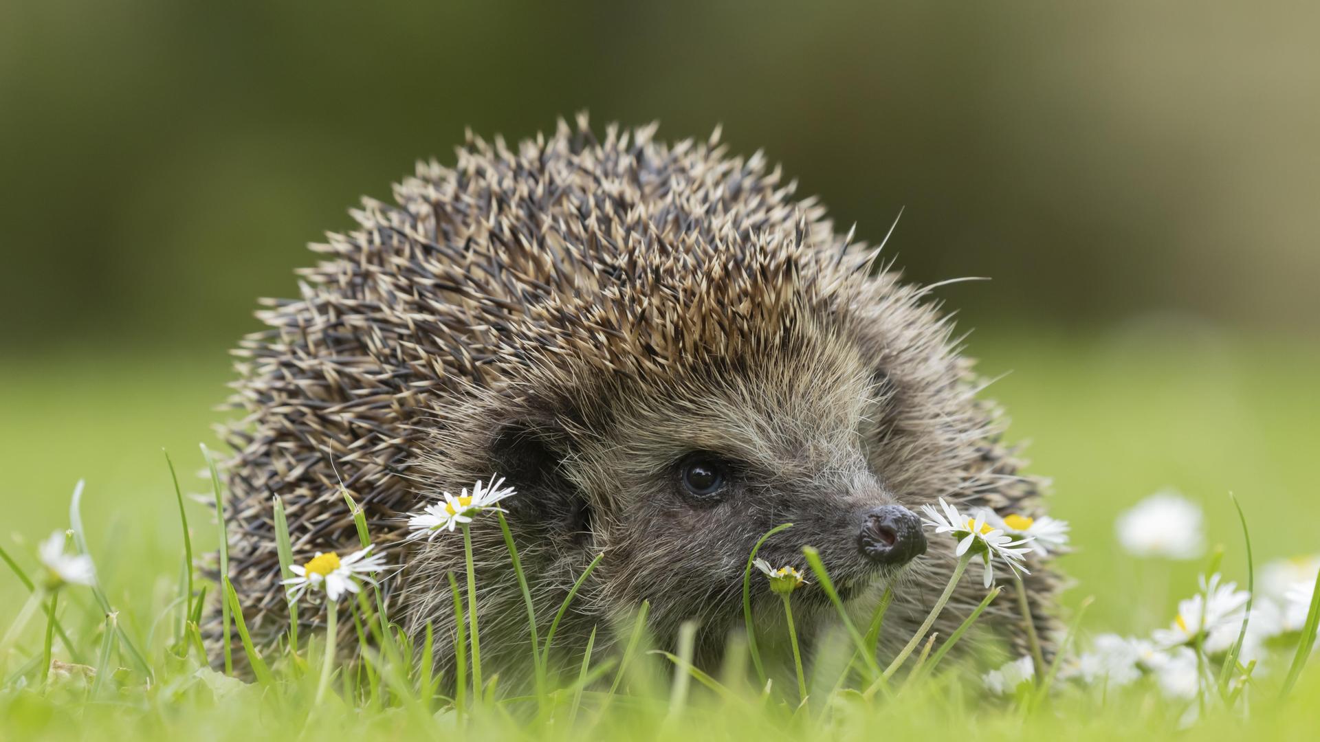 Ausgewachsener Europäischer Igel (Erinaceus europaeus) auf einem städtischen Gartenrasen mit blühenden Gänseblümchen. Ausgewachsener Europäischer Igel (Erinaceus europaeus) auf einem städtischen Gartenrasen mit blühenden Gänseblümchen.