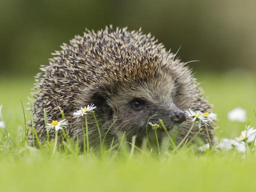 Ausgewachsener Europäischer Igel (Erinaceus europaeus) auf einem städtischen Gartenrasen mit blühenden Gänseblümchen. 