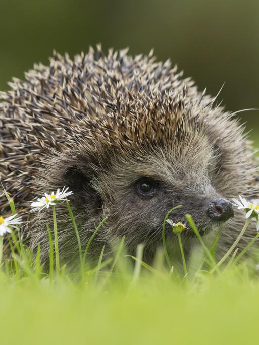 Ausgewachsener Europäischer Igel (Erinaceus europaeus) auf einem städtischen Gartenrasen mit blühenden Gänseblümchen. 