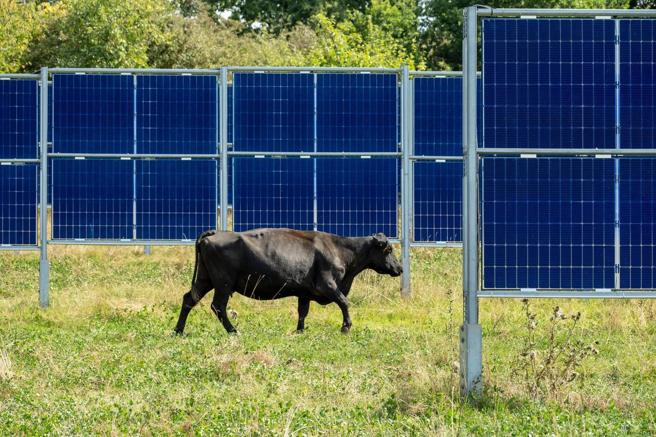 Eine Kuh läuft in der Sonne über eine Wiese, auf der Solarpaneele stehen