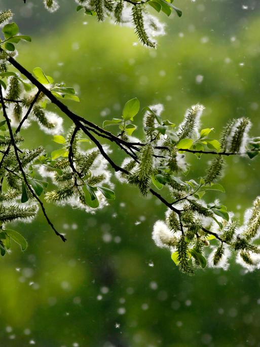 Von einem Baum weht vor grünem Hintergrund Blütenstaub, so dass es aussieht als wäre es Schnee.