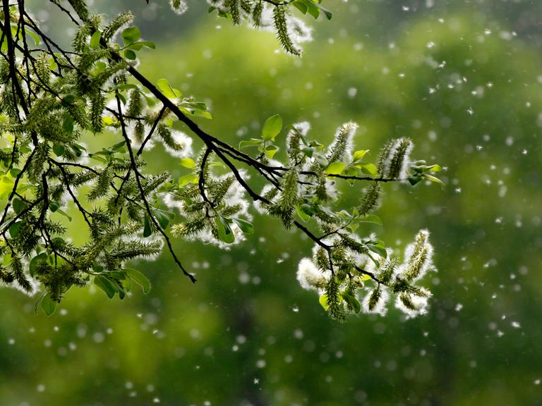 Von einem Baum weht vor grünem Hintergrund Blütenstaub, so dass es aussieht als wäre es Schnee.