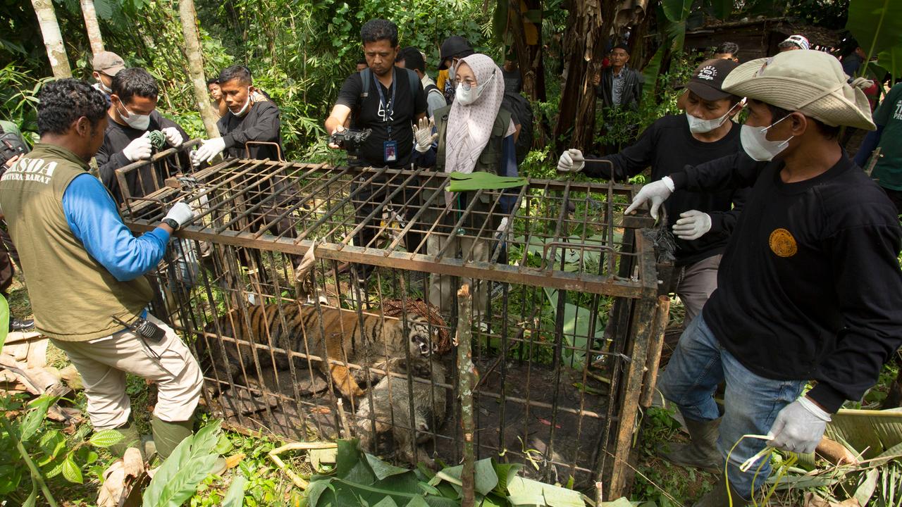 Eine Sumatra-Tigerin in einem Käfig im Urwald. In dem Käfig ist auch eine tote Ziege. Menschen stehen um den Käfig. Sie tragen Handschuhe und Atemmasken. 