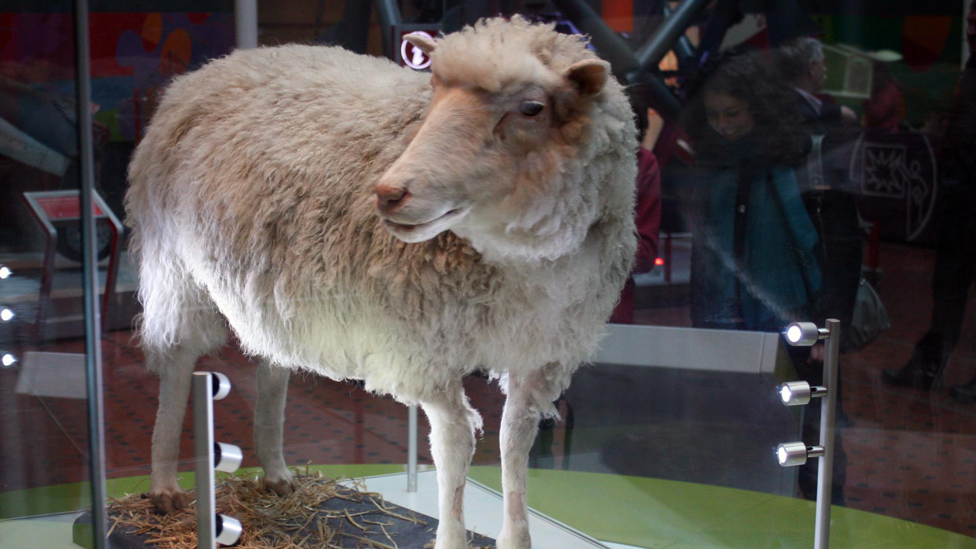 Klonschaf Dolly steht in einer Vitrine in einem Museum