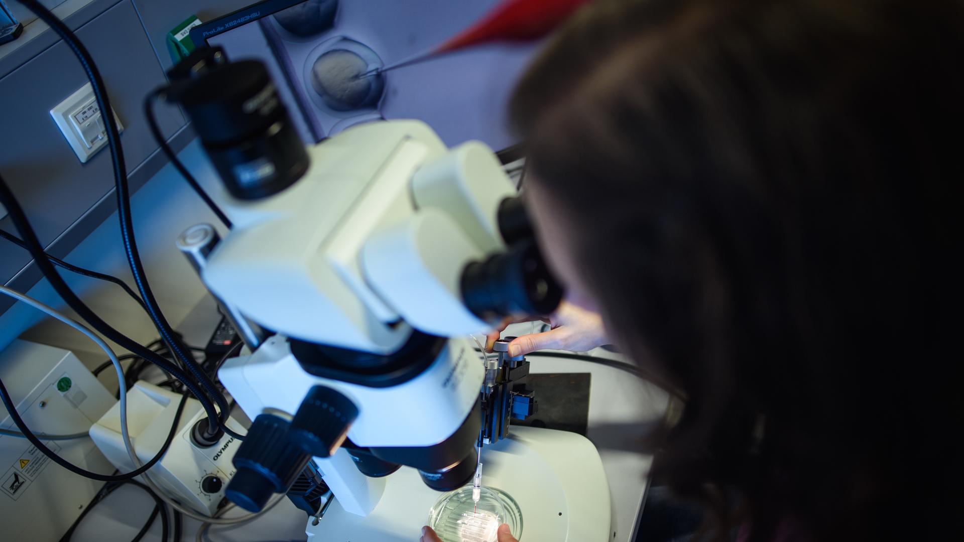 Eine wissenschaftliche Mitarbeiterin wendet das CRISPR/Cas9-Verfahrens in einem Labor des Max-Delbrück-Centrums für Molekulare Medizin an und schaut dabei durch ein Stereomikroskop. 