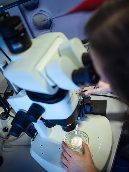 Eine wissenschaftliche Mitarbeiterin wendet das CRISPR/Cas9-Verfahrens in einem Labor des Max-Delbrück-Centrums für Molekulare Medizin an und schaut dabei durch ein Stereomikroskop. 