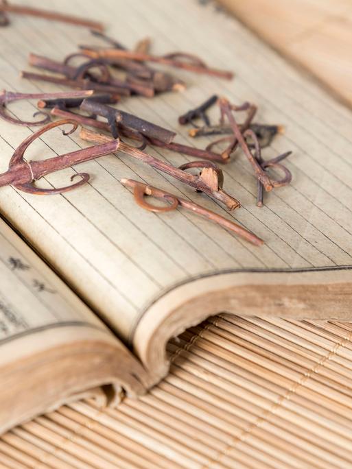 Chinese medicine single product close-up hook vine PUBLICATIONxNOTxINxCHN 554556659671105599